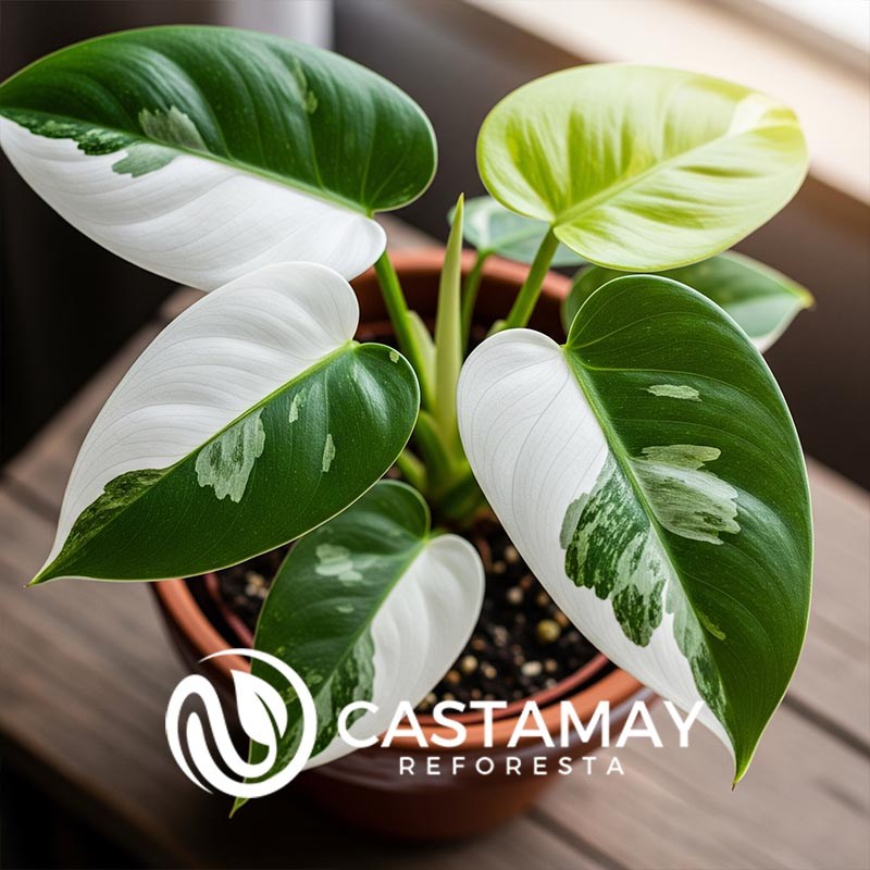 Philodendron White Wizard
